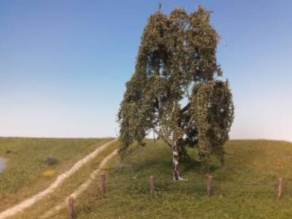 Weeping birch, Profiline, summer ,NZ